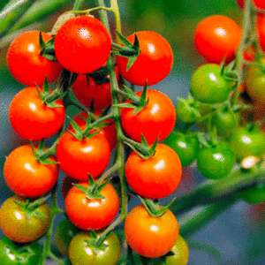 tomate petite cerise rouge
