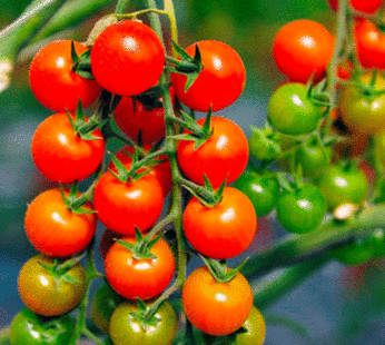 Tomate cerise – Petite rouge