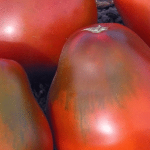 tomate poire noire