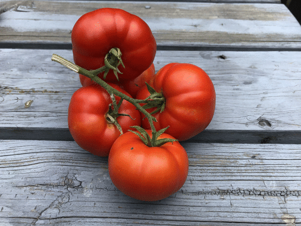 tomate sub arctic plenty
