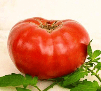 Tomate – Watermelon Beefsteak