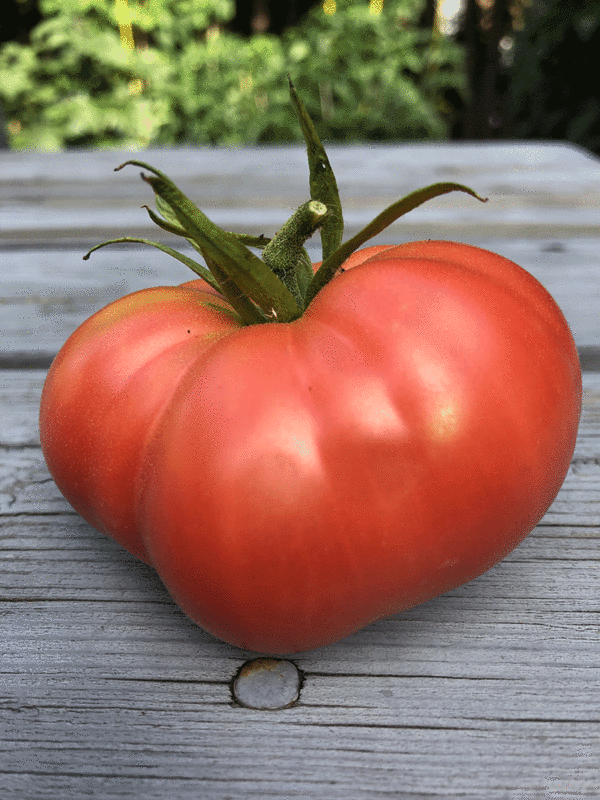 tomate ponderosa