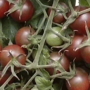 tomate cerise brown cherry
