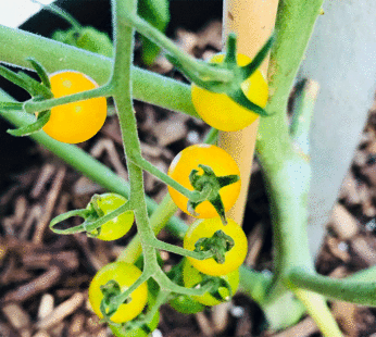 Tomate – Groseille Gold Rush