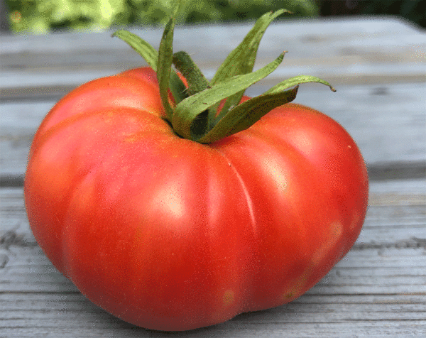 tomate ponderosa