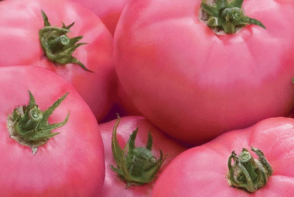 tomate ponderosa rose