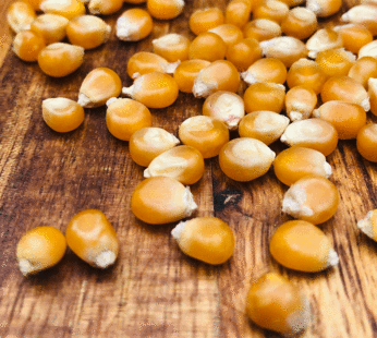 Maïs – Popcorn jaune South American