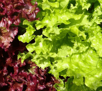 Laitue – Mélange Salad Bowl rouge et verte