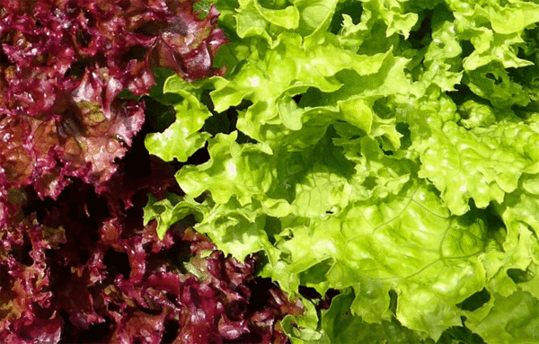 melange salad bowl vert et rouge