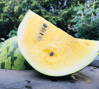 Melon d’eau – Petite Yellow