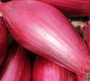 Oignon – Tropeana Lunga rouge