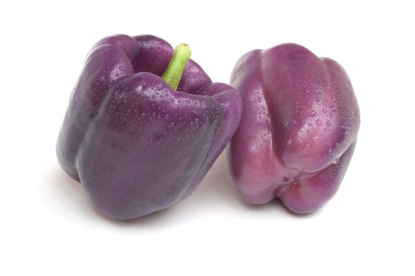 poivron purple beauty
