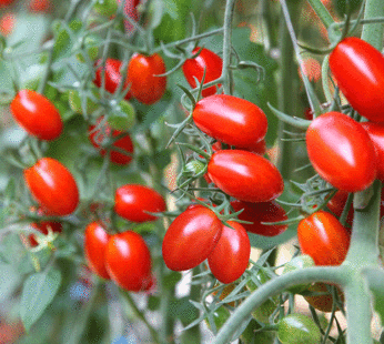 Tomate – Baby Roma rouge