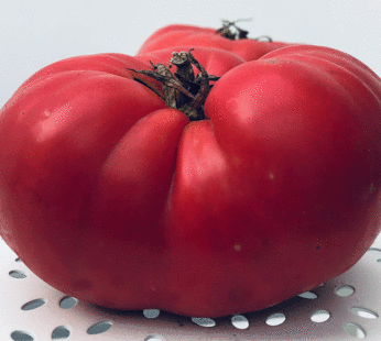 Tomate – Mémé de Beauce