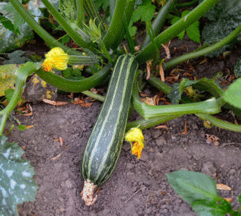 Courgette – Cocozelle