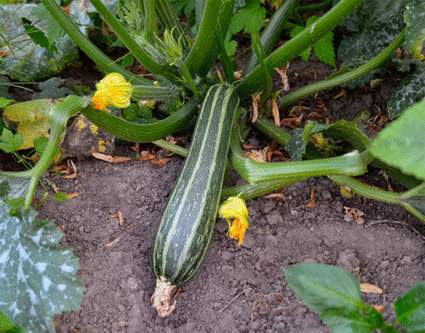 courgette cocozelle