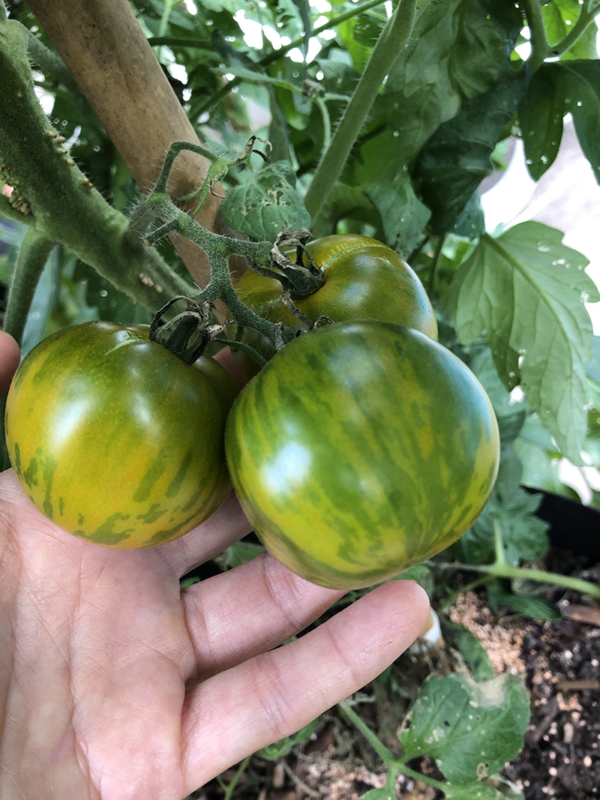 tomate green zebra giant