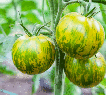 Tomate – Green Zebra Giant