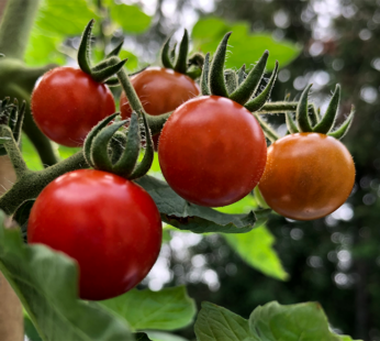 Tomate cerise – Matt’s Wild Cherry rouge