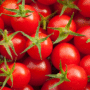 tomate tiny tim