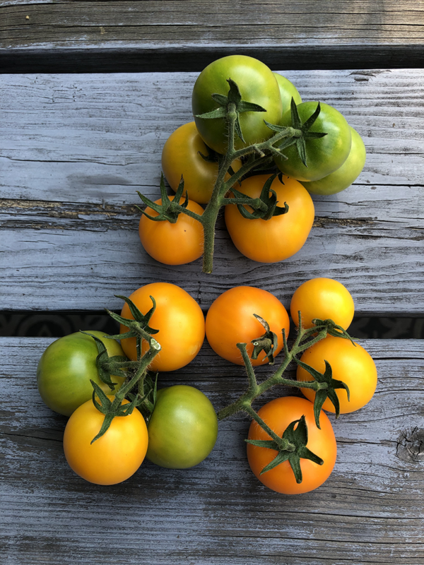 mini orange tomato