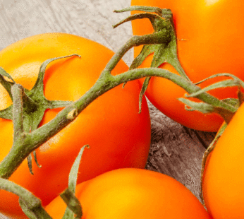 Tomate – Mini Orange
