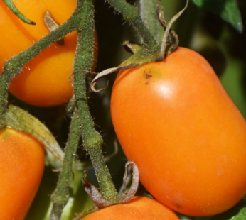 Tomate – Roma Orange