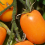 tomate roma orange