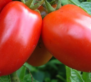 Tomate – Super Italian Paste