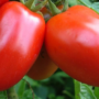 tomate super italian paste